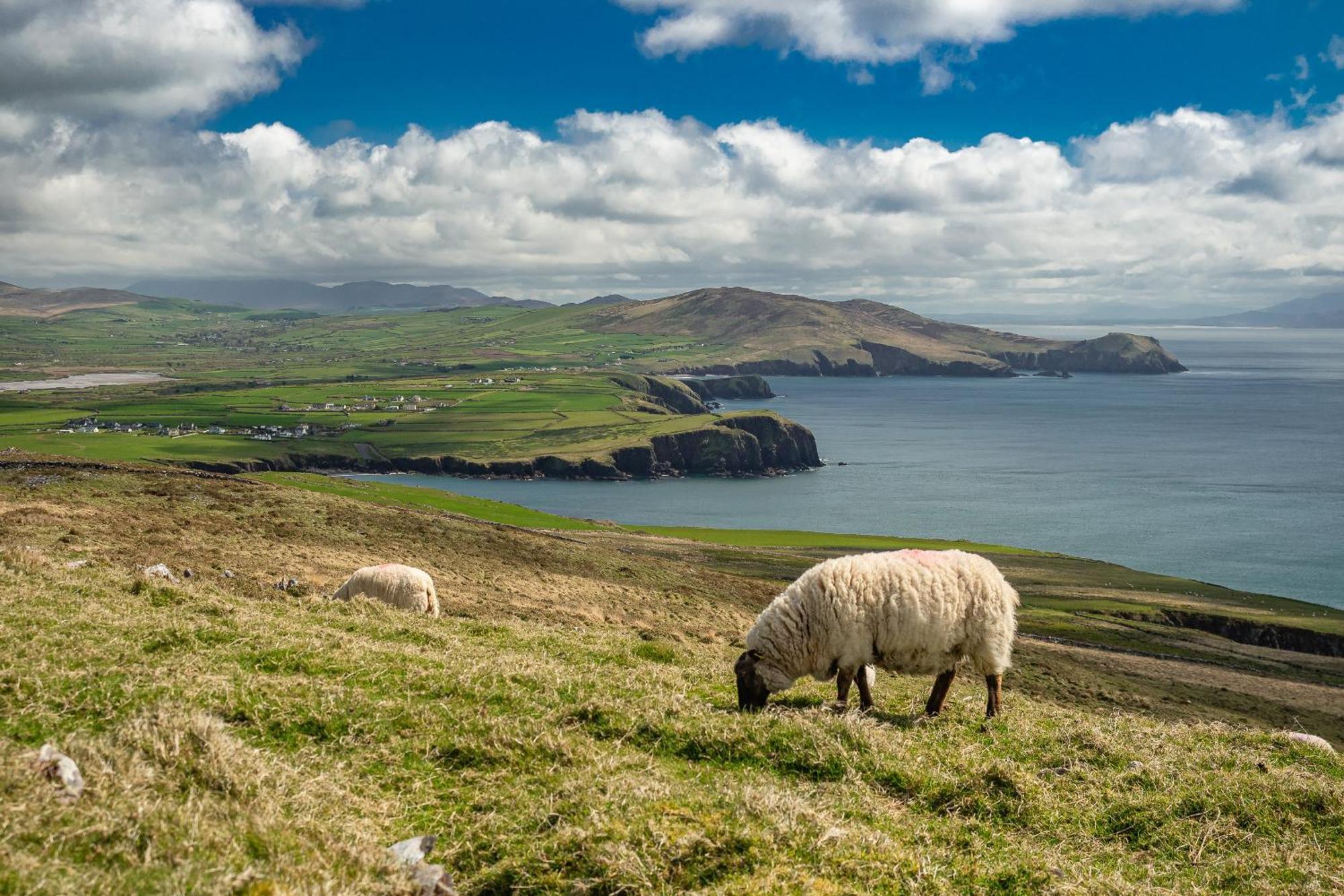 Ventry Farm - Seaside Cottage المظهر الخارجي الصورة